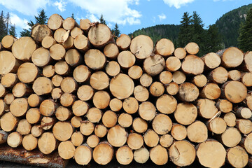 cut tree trunks in a sawmill intended for the furniture and construction industries