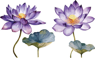 Violet lotus flower on isolated white background, watercolor illustration, Set flora hand drawing, botanical painting