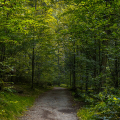 Obraz premium Wanderweg im Polenztal bei Hohnstein in der Sächsischen Schweiz 1