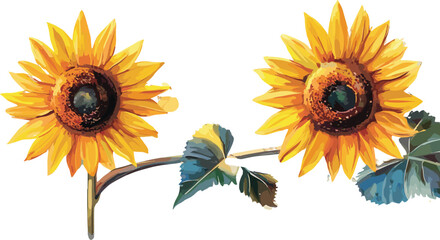 Watercolor sunflower, summer. Vector illustration