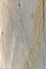 Eucalyptus tree bark texture, Bark of eucalyptus tree, seamless texture, a eucalyptus tree bark texture background image