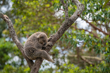 Obraz premium Koala Resting on Tree Branch in Natural Habitat