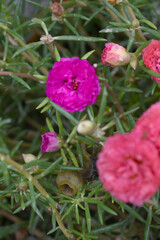 Portulaca grandiflora or moss rose purslane flower closeup, Closeup red moss rose purslane (portulaca grandiflora) flowers in garden tropical, delicate dreamy of beauty of nature with green leaves