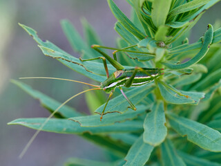 Obraz premium Long-legged green grasshopper. Smooth Striped Bush-cricket. Genus Odontura