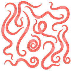 Obraz premium Vector Animal Earth Red Worms for Fishing Isolated on White Background.
