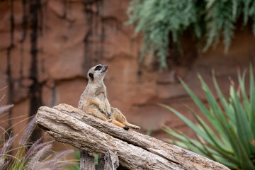 Meerkat Sitting on Log in Natural Habitat