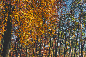 Calmness.Autumn bright orange leaves in pine forest