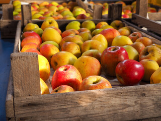 new harvest apples in a large wooden crate