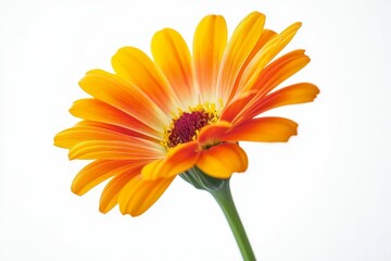Orange flower on a white background.