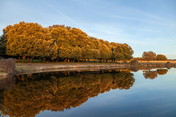 oak trees forest reflected on a mountain pond at golden hour © danielefontana