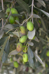 unripe green olives on tree closeup, Olive-tree branch with unripe green olives, olive tree plantation during harvest, unripe green olives on the tree with green leaves, Chakwal, Punjab, Pakistan