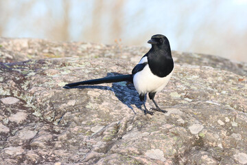 Magpie