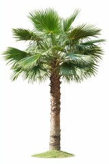 Palm tree with green leaves on white background.