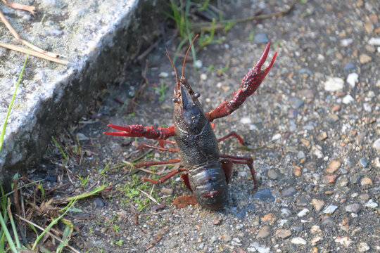 ハサミを挙げて威嚇するザリガニ