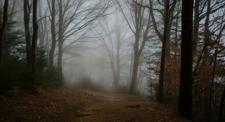 Fototapeta premium morning in the forest