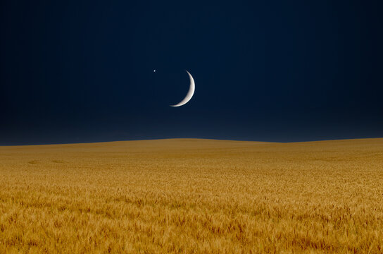 Wheat field and the moon and a star