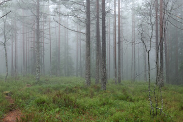 Obraz premium Forest