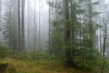 Fototapeta premium Forest