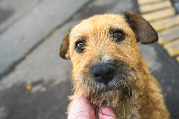 Cute street dog looking directly into the camera.