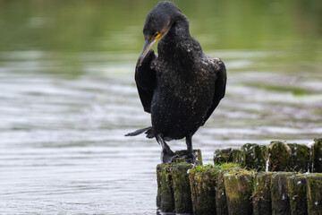  Kormoran am See - Wildfife Tour