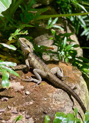 Australian water dragon basking on mossy rock in Roma Street Parkland, Brisbane