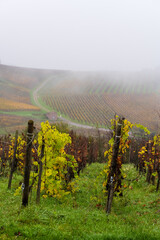 Brouillard matinal sur les collines viticoles alsaciennes, Pays de Ribeauvillé, Alsace, CEA, France