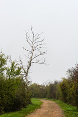 Ambiance d'automne : arbres dénudés et haies champêtres dans le vignoble alsacien, Pays de Ribeauvillé, Alsace, CEA, France