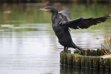  Kormoran am See - Wildfife Tour