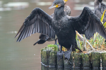  Kormoran am See - Wildfife Tour