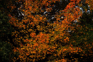 Autumn leaves in an urban park