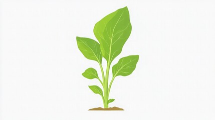 Fototapeta premium A small, vibrant green plant with multiple leaves rises from a patch of brown earth isolated on a plain white background ideal for sustainability themes.