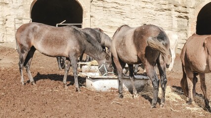 Horses and donkeys eating hay and straw in a muddy paddock