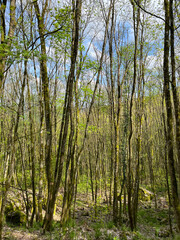 Trees in the forest of the Mullerthal region in Luxembourg.