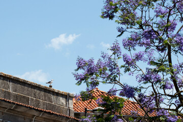 A seagull on a chimney and a lilac Jacaranda mimosifolia tree in bloom in Porto, Portugal.