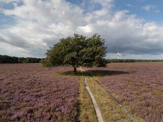 Purple blooming heather in Hilversum, the Netherlands