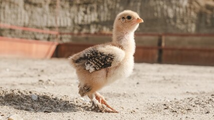 Baby chicken exploring farm on sunny day