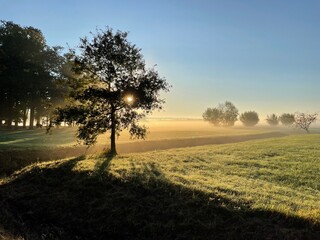 Fototapeta premium Sunbeams early morning forest meadow fog
