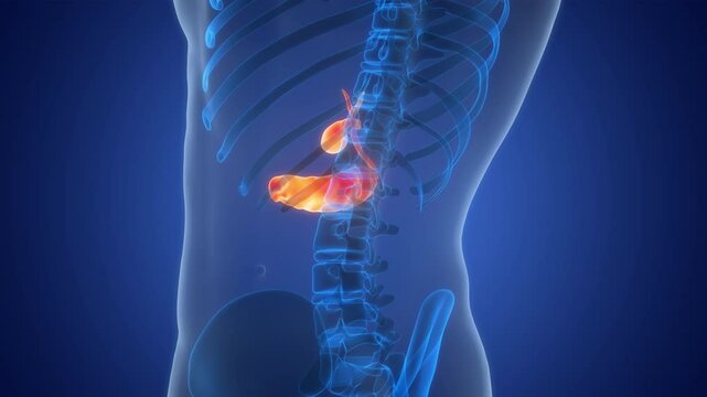 Human Internal Ogans Pancreas with Gallbladder Anatomy Animation Concept