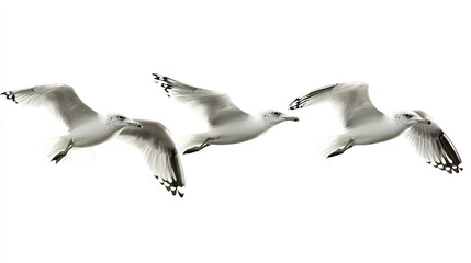 Obraz premium A group of doves flying in the sky isolated on transparent or white background