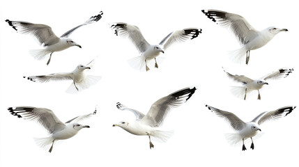 A group of doves flying in the sky isolated on transparent or white background