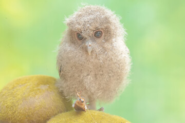 A young Javan scops owl ready to prey on an American cockroach. This nocturnal bird has the...