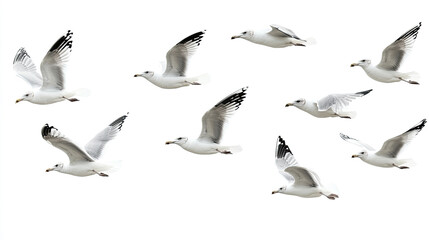 Obraz premium A group of doves flying in the sky isolated on transparent or white background