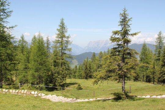 Blick durch Tannen auf die Alpen