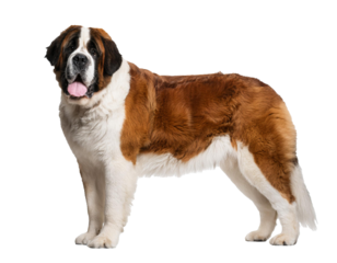 Saint Bernard dog standing isolated on white background, cut out