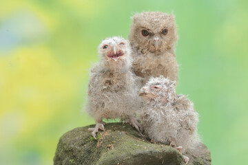 Three young Javan scops owls are feeding on earthworms on a rock covered with moss. This nocturnal bird has the scientific name Otus lempiji.