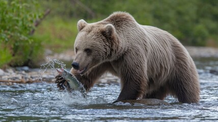 Bear fishing on the water, creating splashes of water, wildlife photography.