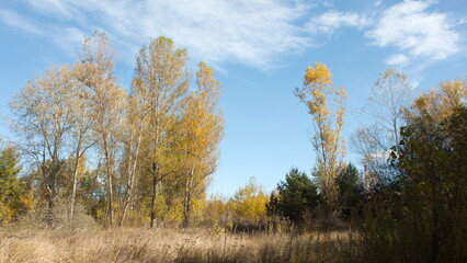 Fototapeta premium autumn landscape with trees