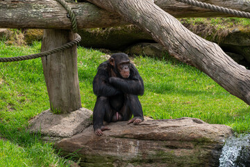 Chimpanzee Contemplating in Natural Habitat