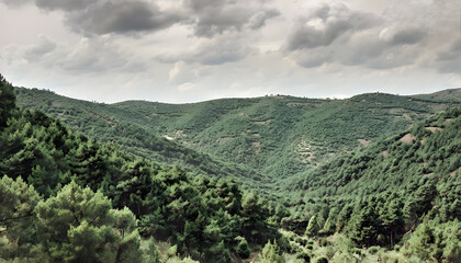 Obraz premium Ajloun Forest Reserve’s Dense Greenery