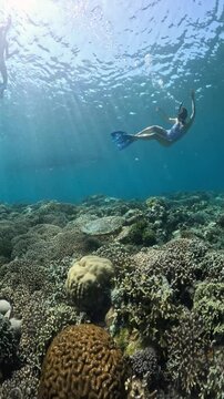 Sea turtle or chelonioidea underwater view diving with turtles divers scuba dive in the sea.